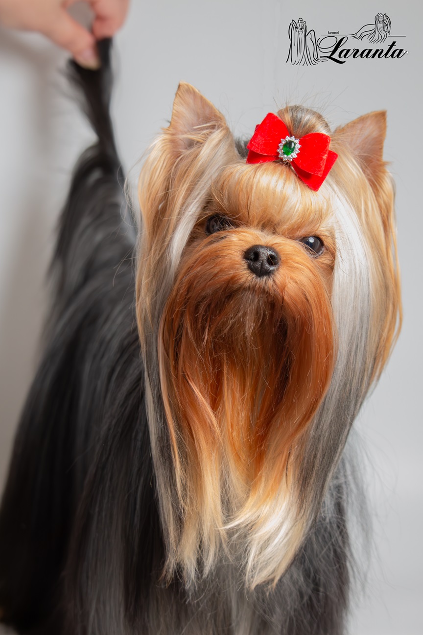 EXCELLENCE ABSOLUTE BARBIE &mdash; Labaza DogPedigree YorkshireTerrier